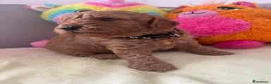 Cockapoo 5