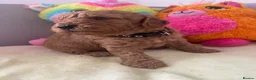 Cockapoo dogs for sale: Beautiful Cockapoo Puppies  in Manchester - Advert 2