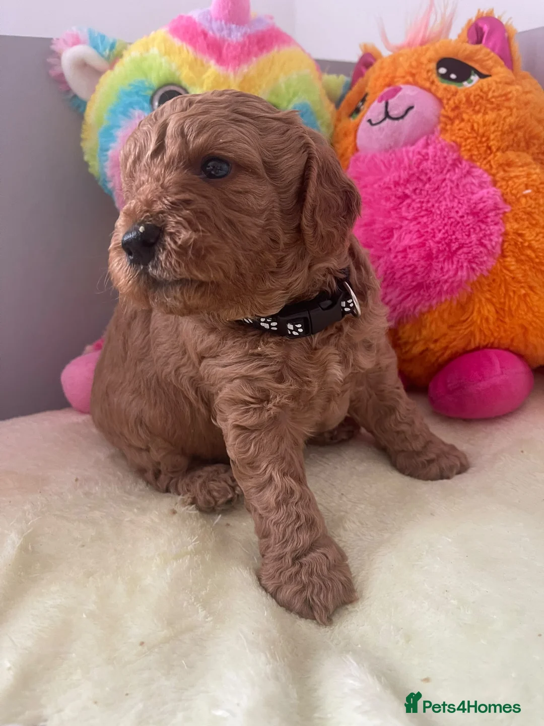 Cockapoo dogs for sale: Beautiful Cockapoo Puppies  in Manchester - Advert 2