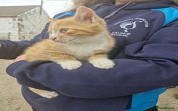 British Shorthair cats for sale: Kittens looking for their forever home  - Image 4