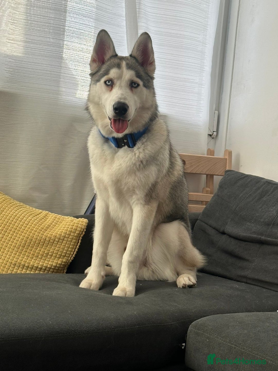 Siberian Husky dogs for sale: Ocean - Advert 7