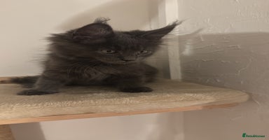 Maine Coon cats in Cardiff - Advert 1