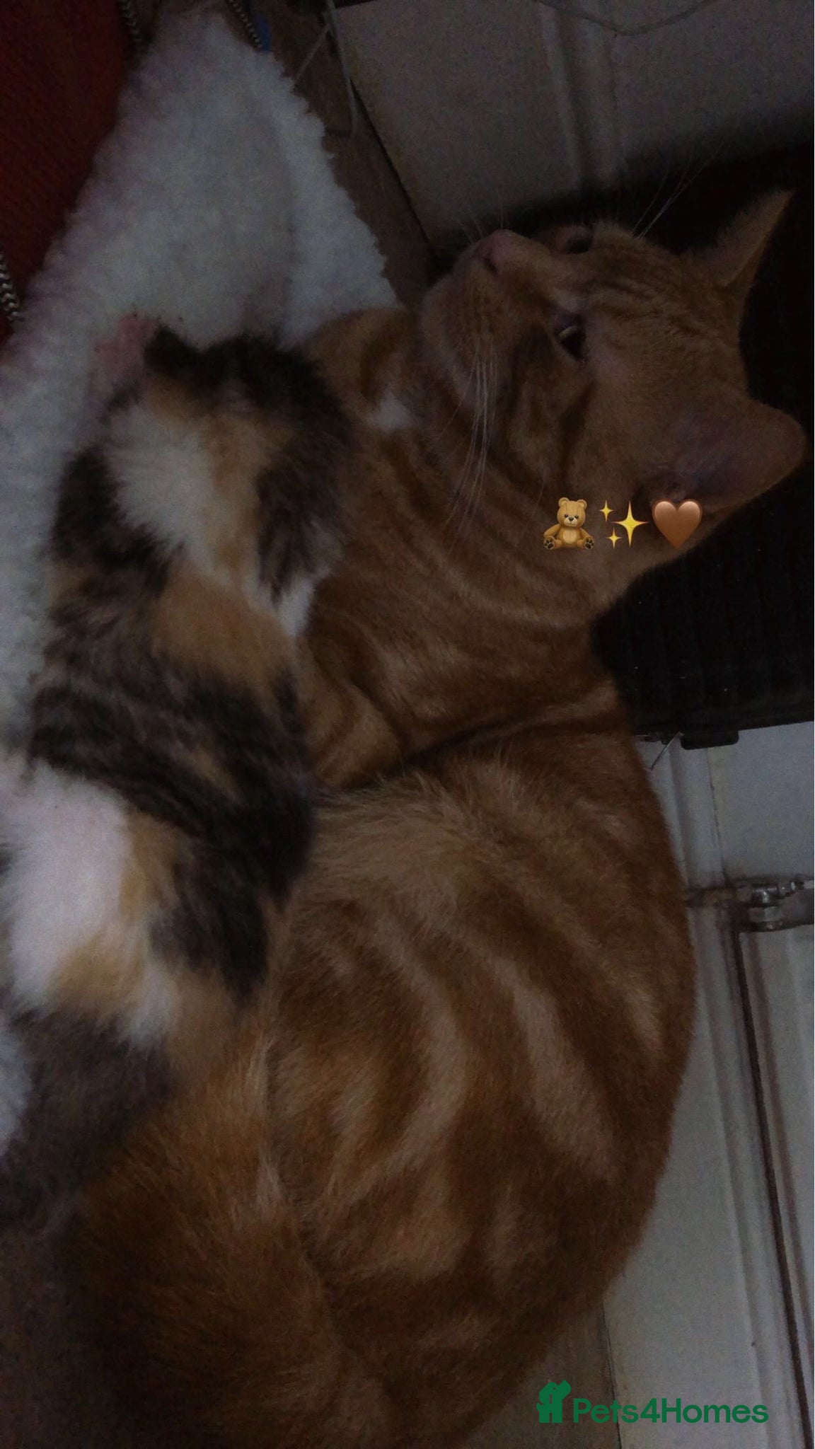 Mixed Breed cats for sale: Kittens due 5th july  in Liverpool - Advert 3
