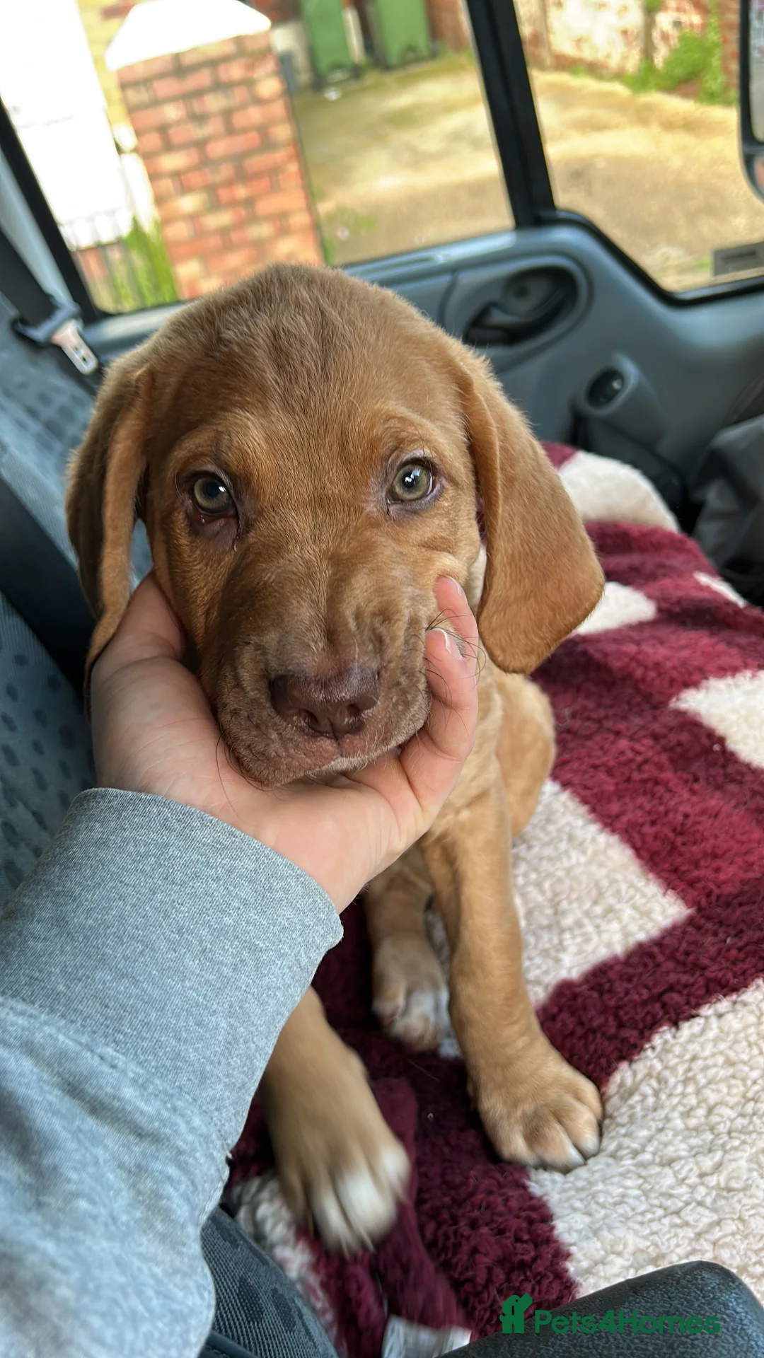 Mixed Breed dogs for sale: Dogue de Bordeaux X Borador puppies - Advert 8