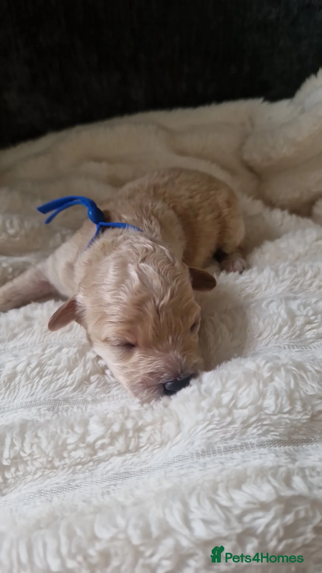 Cavapoo dogs for sale: Beautiful F2b Cavapoo pups - Advert 2