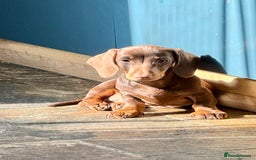 Miniature Dachshund dogs for sale: Available puppies at DELLM DAXIES 🐶 - Image 12