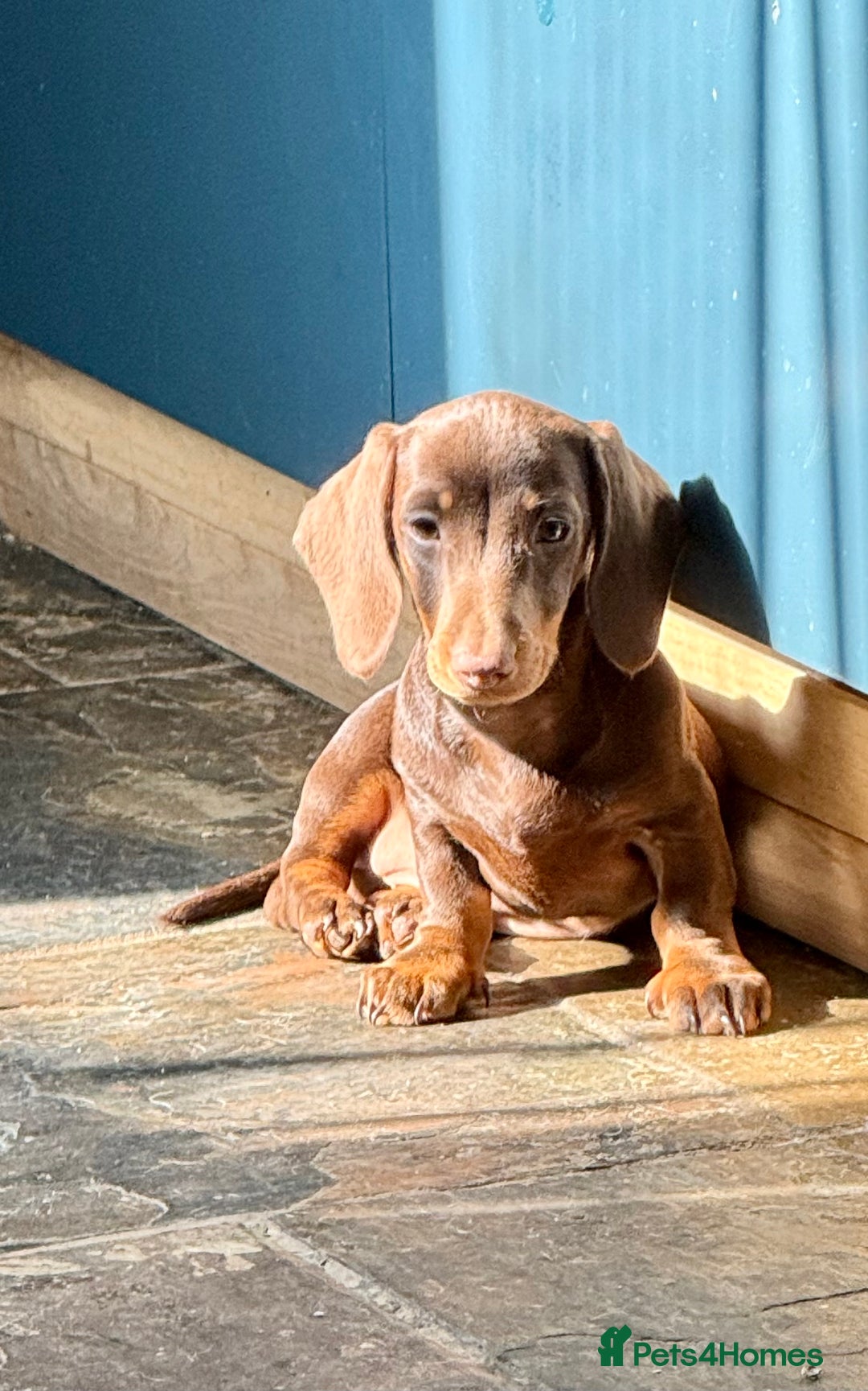Miniature Dachshund dogs for sale: Available puppies at DELLM DAXIES 🐶 - Image 12