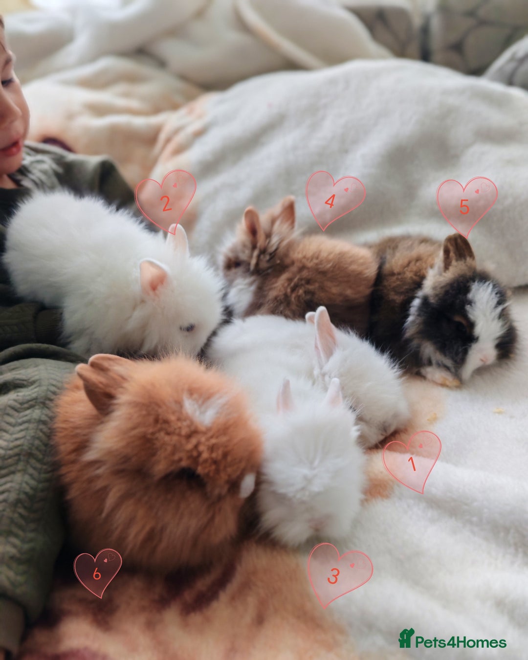 Lionhead rabbits for sale: Double maned lionheads, all with blue eyes. - Image 6
