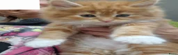 Norwegian Forest Cat cats for sale: Beautiful ginger Norwegian kittens  - Advert 7