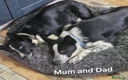 Border Collie dogs for sale: Border Collie Puppies - Image 9