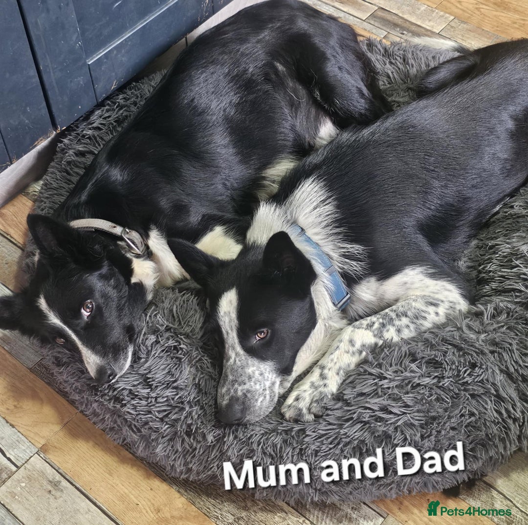 Border Collie dogs for sale: Border Collie Puppies - Image 9