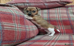 Jack Russell dogs for sale: Traditional Jack Russell Pups DNA Health Tested  - Image 26