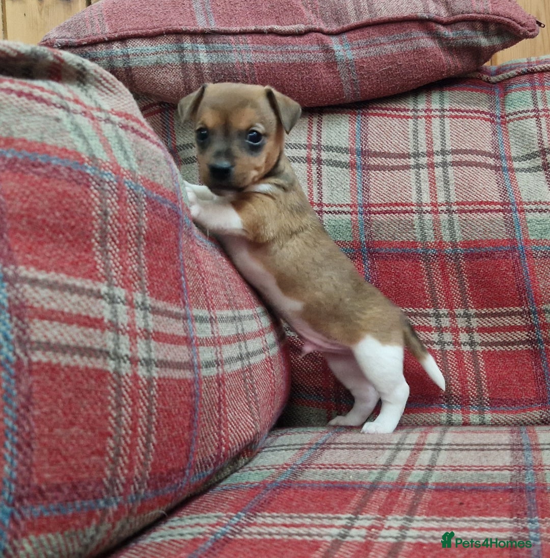 Jack Russell dogs for sale: Traditional Jack Russell Pups DNA Health Tested  - Image 26