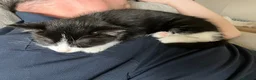 Mixed Breed cats for sale: 4 adorable farm rescues looking for loving homes in Glasgow - Advert 5