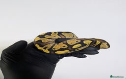 Python Snake reptiles for sale: Multiple royals available  - Image 11