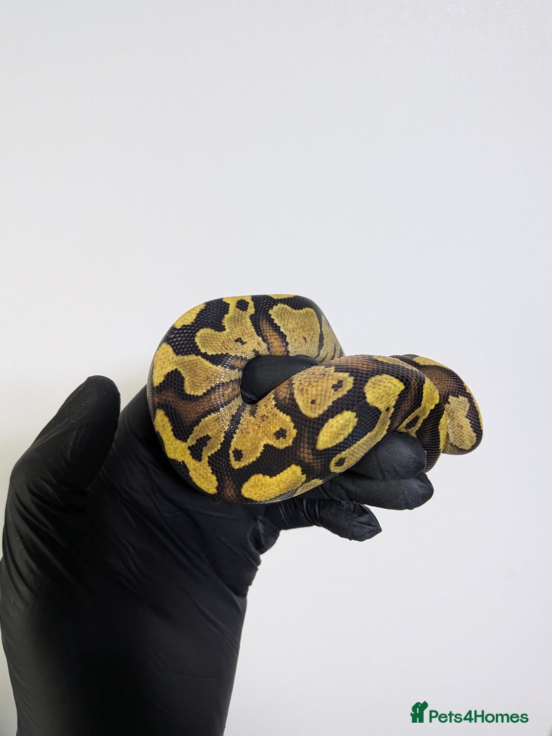 Python Snake reptiles for sale: Multiple royals available  - Image 11