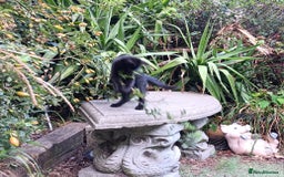 Mixed Breed cats for sale: Stunning kittens for sale  - Image 4