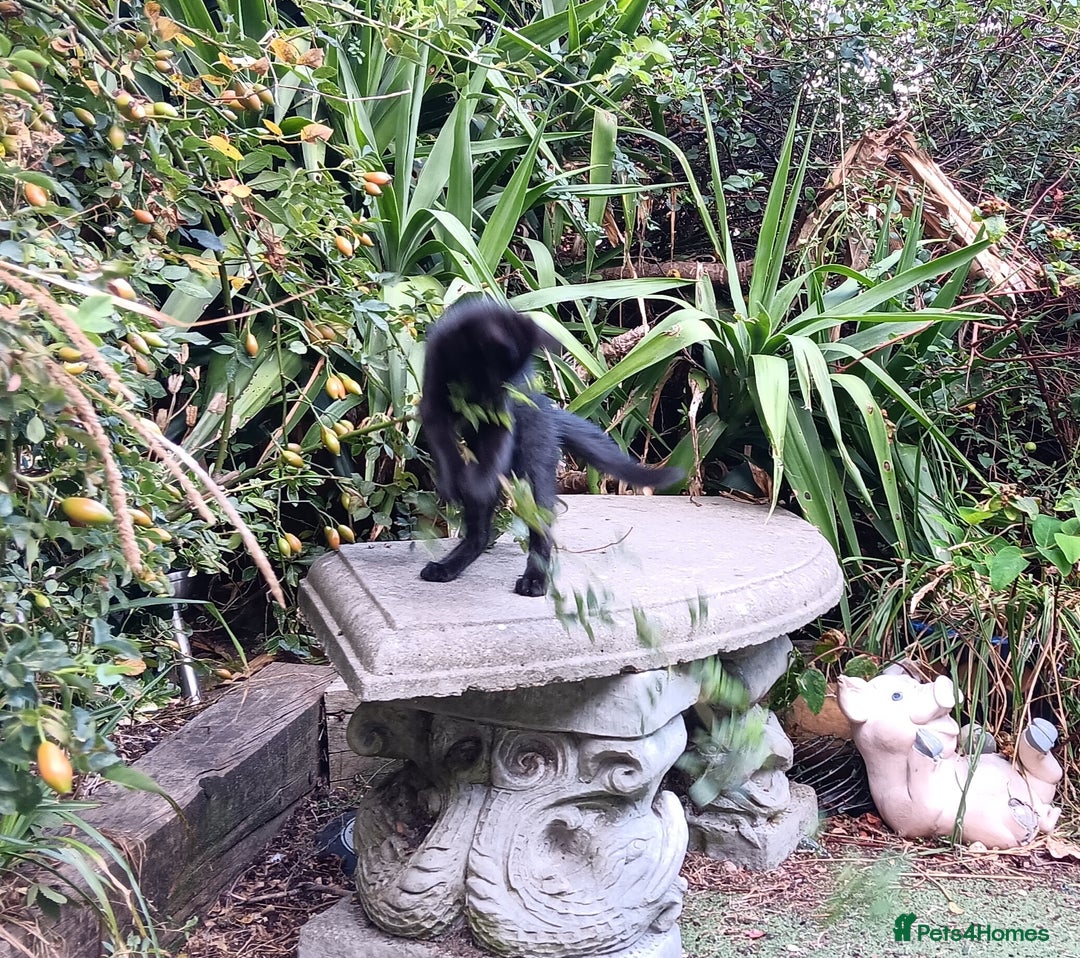 Mixed Breed cats for sale: Stunning kittens for sale  - Image 4