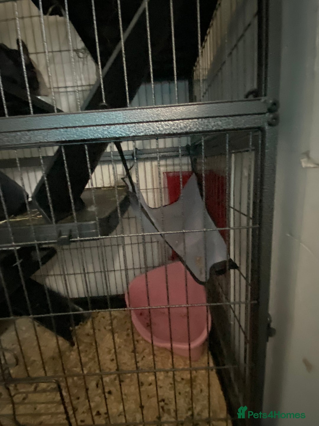 Chinchilla rodents for sale: Chinchillas for sale  - Image 15