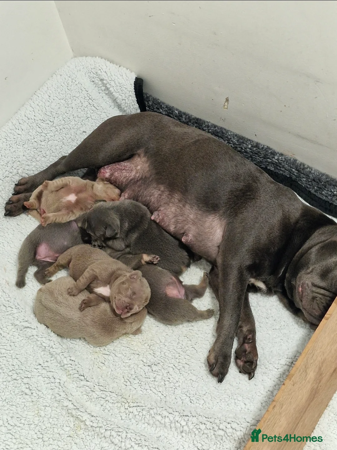 French Bulldog dogs for sale: French bulldog - Advert 3