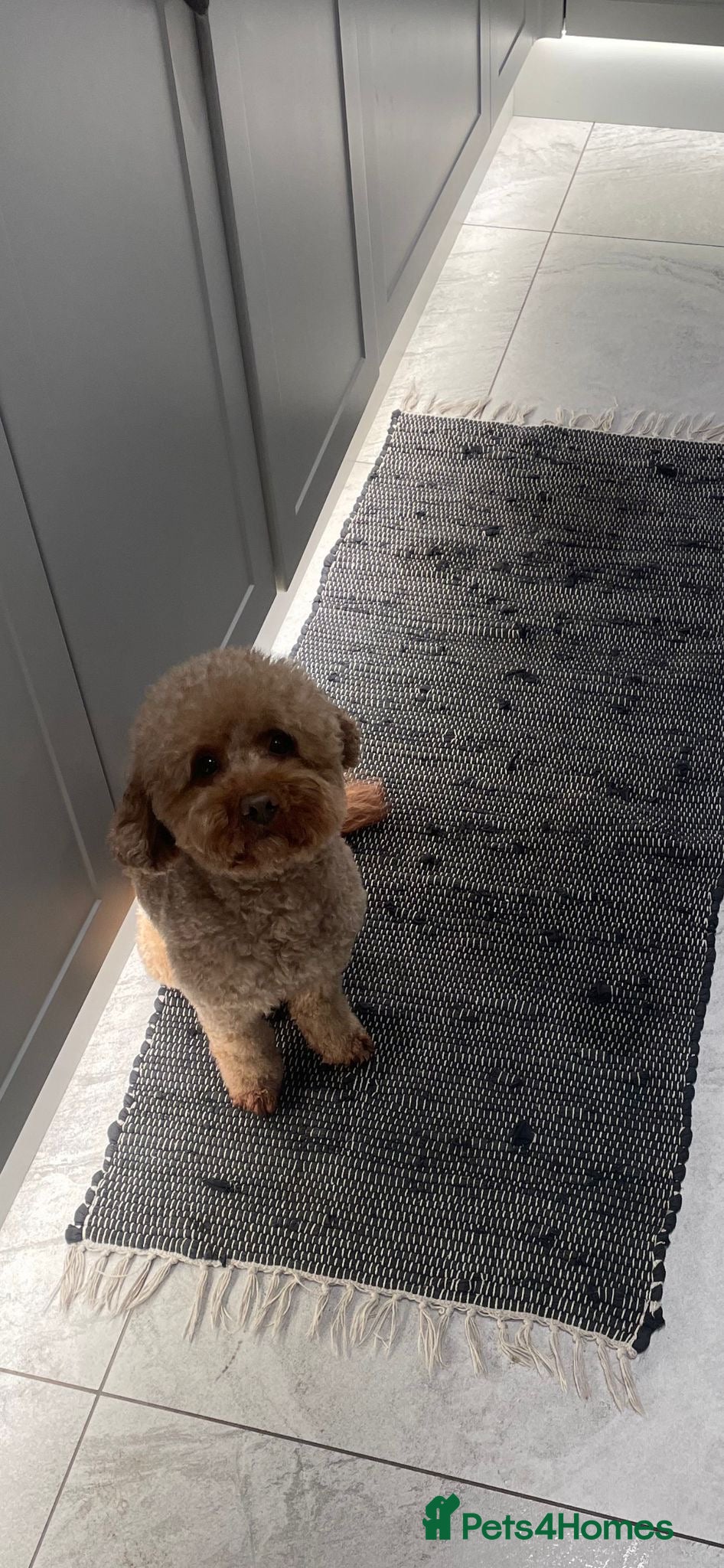 Poochon dogs for sale: Poochon puppies - ready start of school holidays  - Advert 16