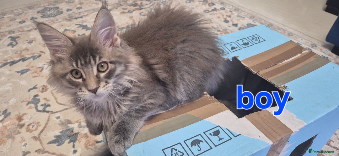 Maine Coon cats for sale: Maine Coon Glasgow AVAILABLE  - Image 8
