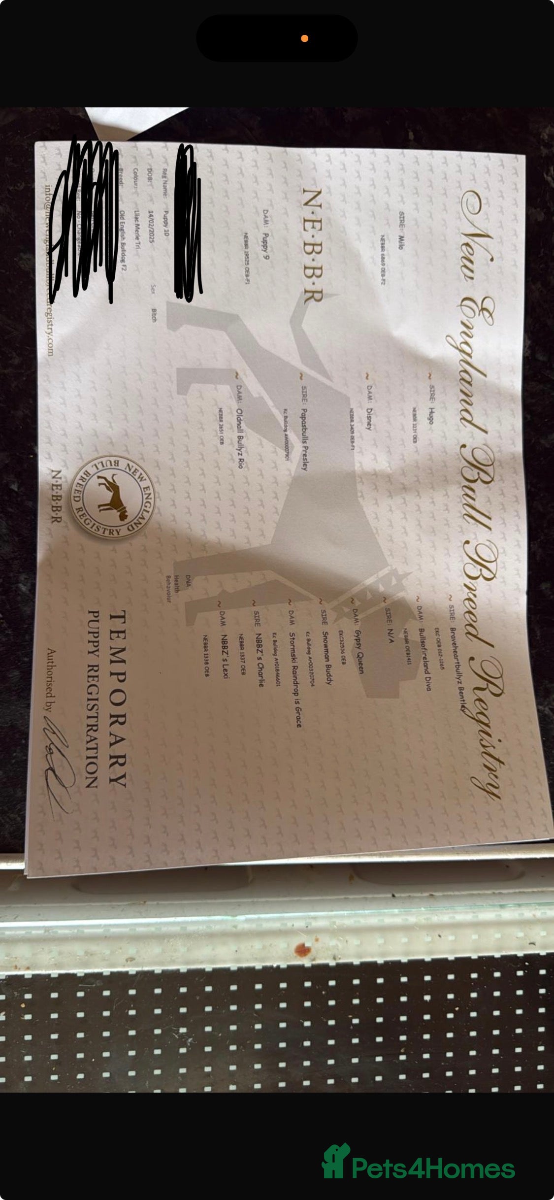 Olde English Bulldogge dogs Effie  - Advert 1