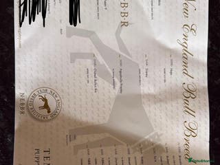 Olde English Bulldogge dogs Effie - Advert 4