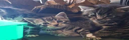 Domestic Shorthair cats for sale: Kittens for sale - Advert 4