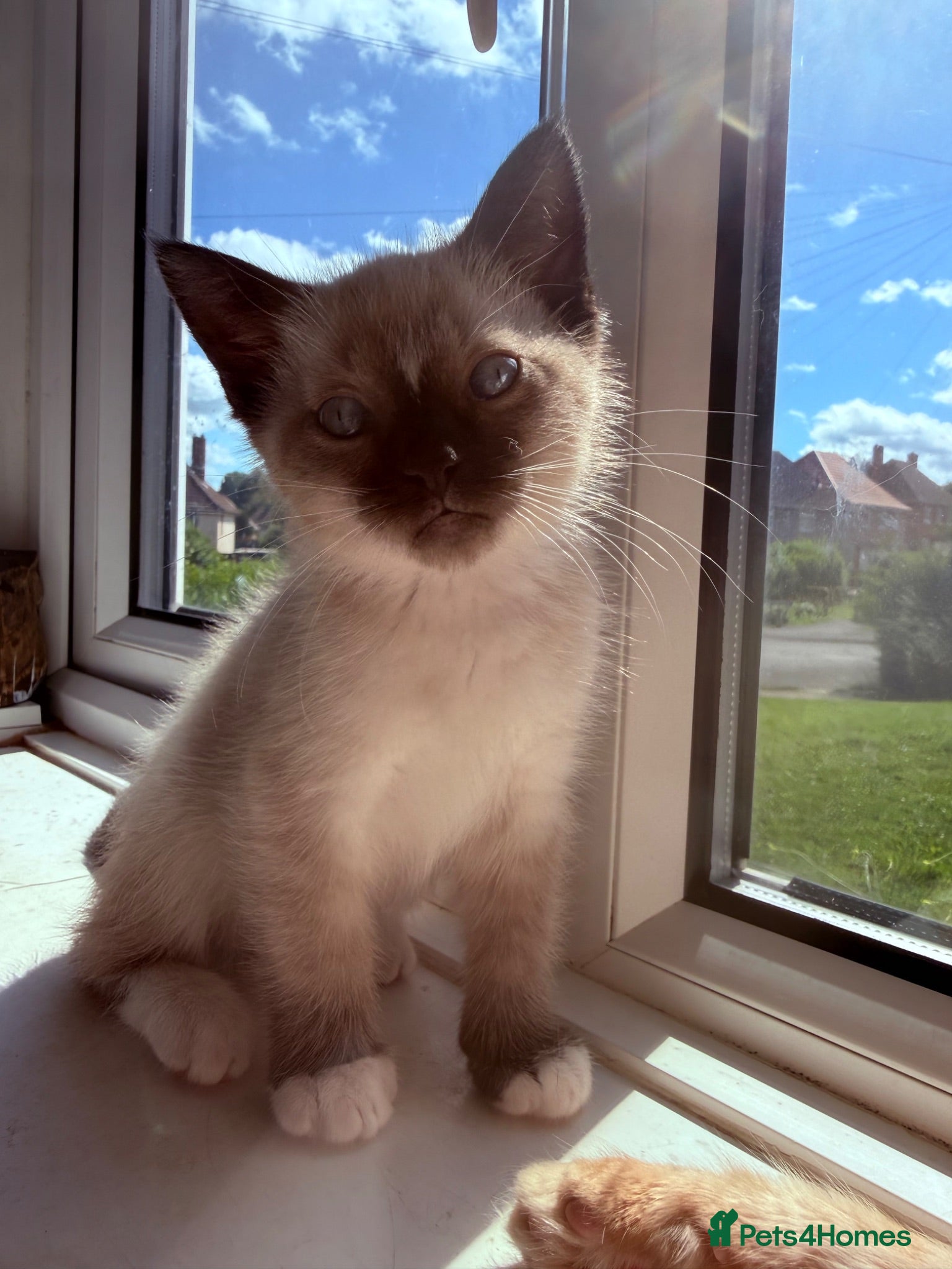 Mixed Breed cats  Beautiful Male Colourpoint Kittens - Advert 1