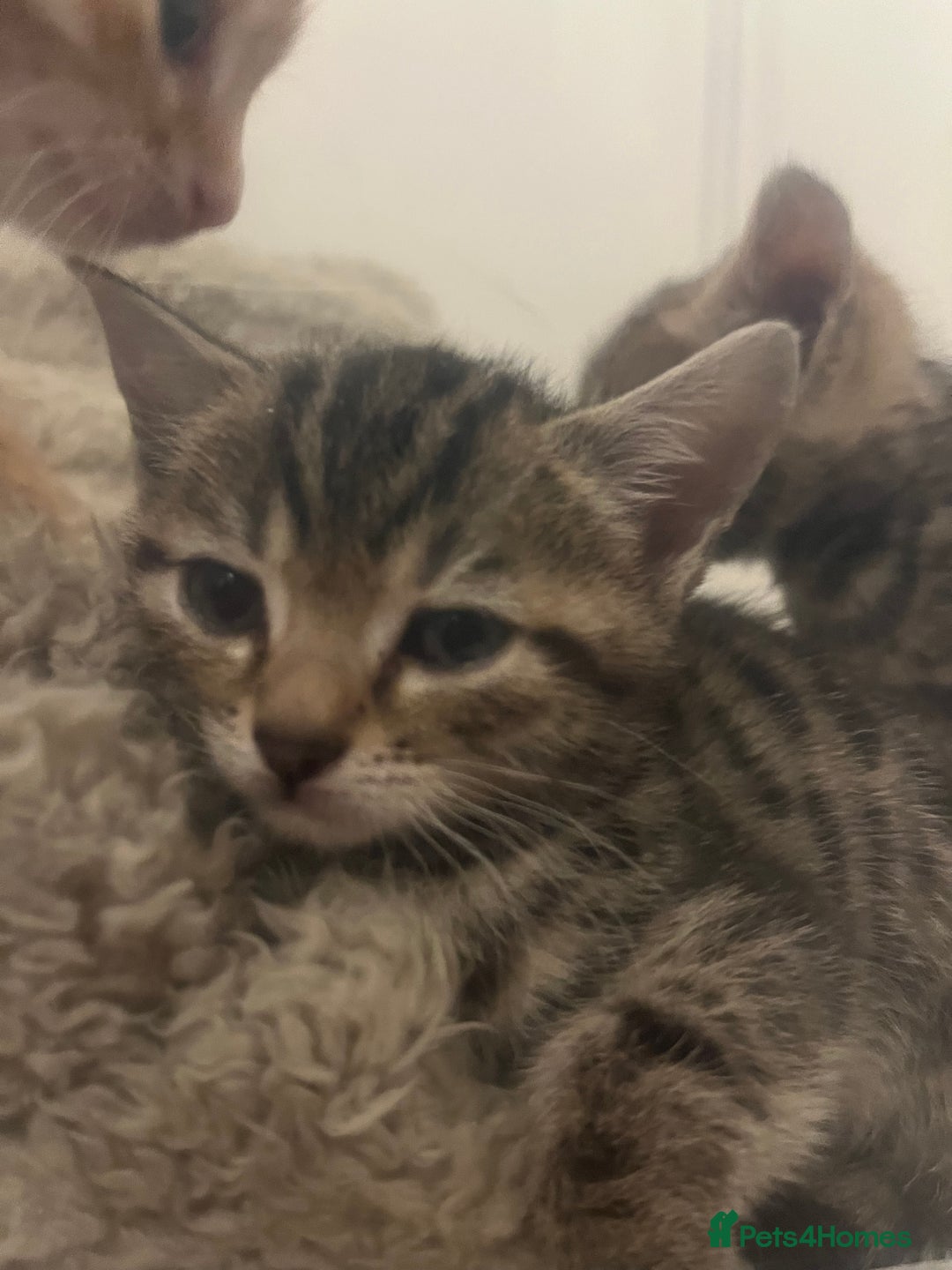 Bengal cats for sale: 🧡🖤Cinnamon & Smokey bengals🖤🧡 - Image 14