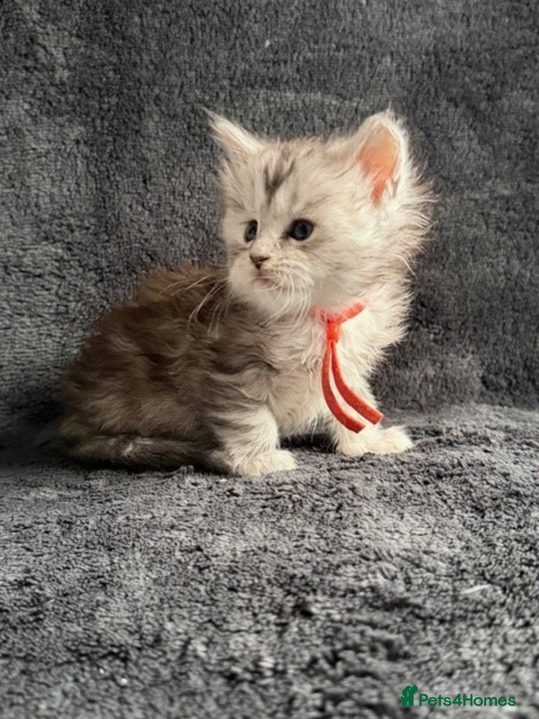 Maine Coon cats for sale: 🐾 TICA-Registered Maine Coon Kittens🐾 - Advert 7
