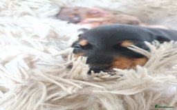Dachshund dogs for sale: Mini Chocolate dapple sausage/daschunds puppies - Image 3