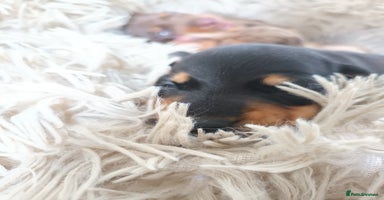 Dachshund dogs - Advert 7