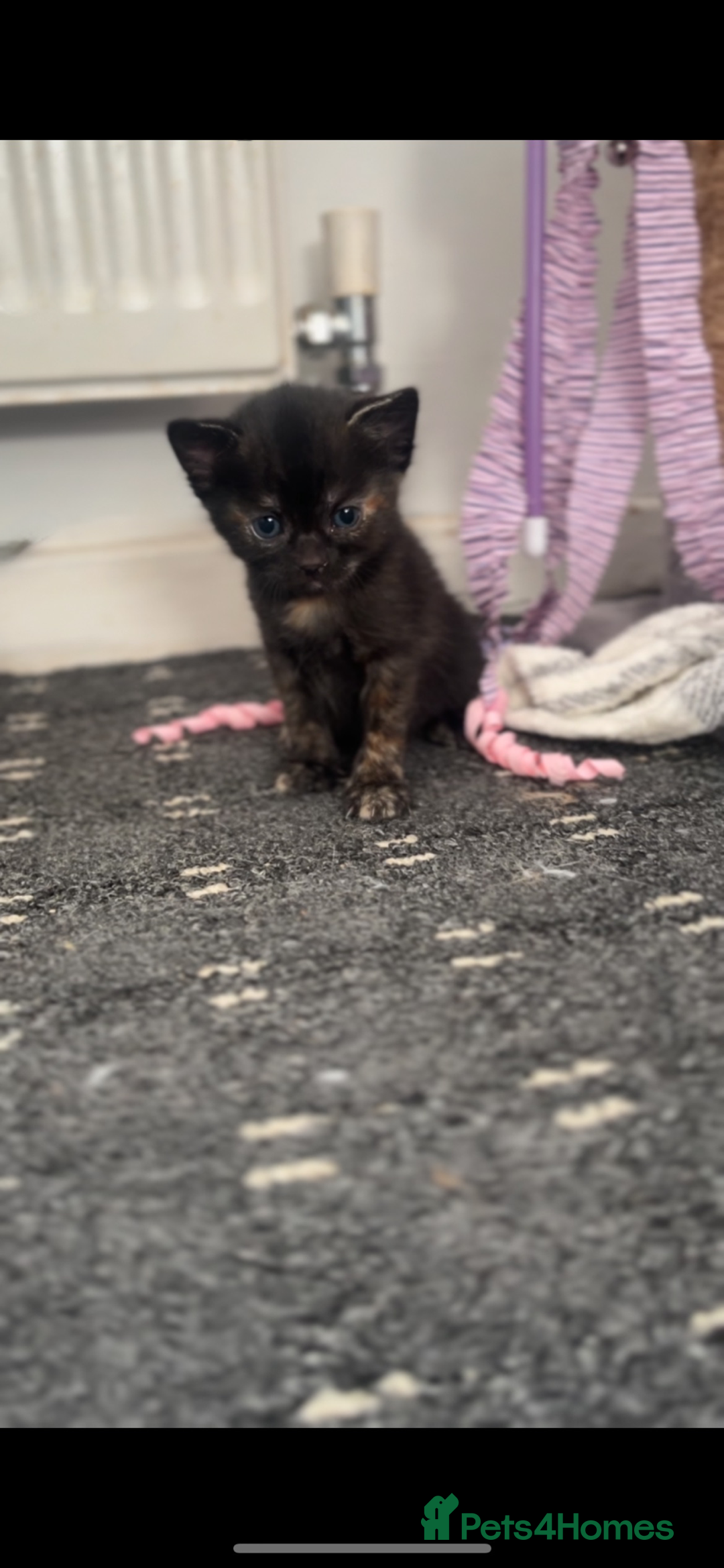 Mixed Breed cats for sale: 4 kittens  - Advert 6