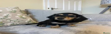 Miniature Dachshund 2