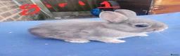 Netherland Dwarf rabbits for sale: Netherland dwarf baby's  - Advert 5