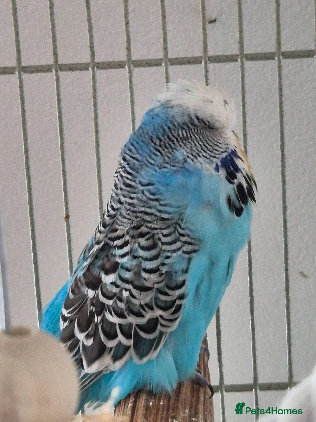 Budgerigars birds for sale: Adult Male & Female Exhibition Budgies - Advert 7