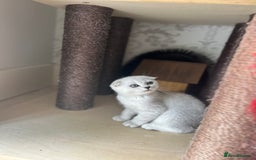 Scottish Fold cats for sale: LAST ONE - READY to LEAVE - PEDIGREE  - Image 14