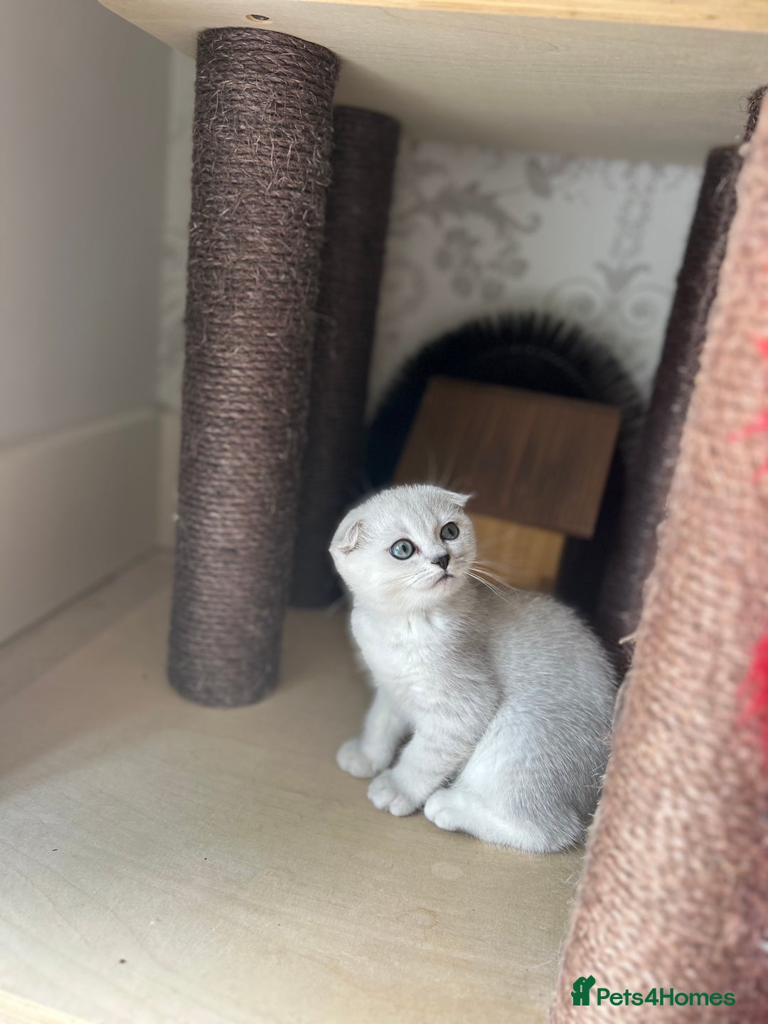 Scottish Fold cats for sale: LAST ONE - READY to LEAVE - PEDIGREE  - Image 14