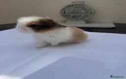 Lionhead rabbits for sale: Lionheads ready to leave today  - Image 3