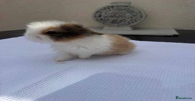 Lionhead rabbits - Advert 12