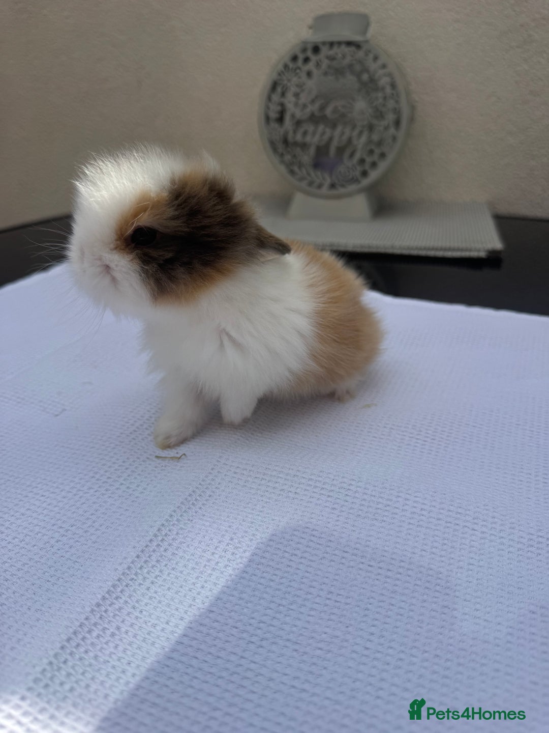 Lionhead rabbits for sale: Lionheads ready to leave today  - Image 3