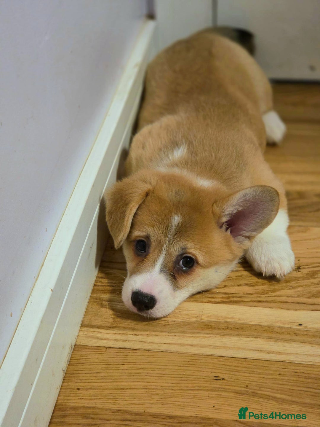 Welsh Corgi Pembroke dogs for sale: 3 Cuddly Corgi Pups for Sale; 2 males, 1 female - Image 7