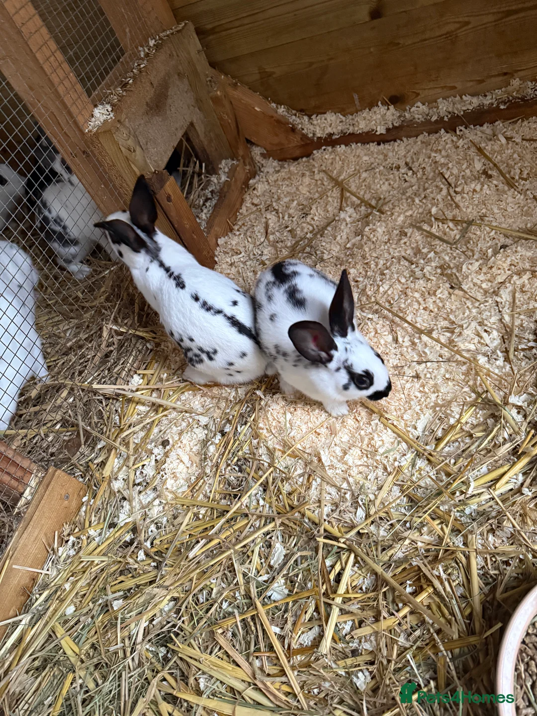 English Spot rabbits for sale: English spot kits ready now - Advert 14