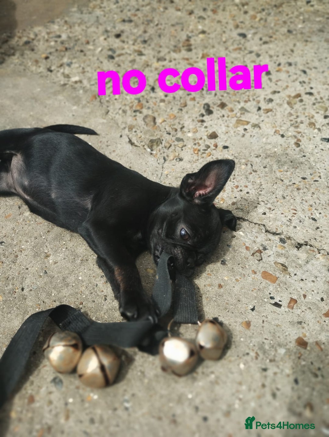 Mixed Breed dogs for sale: Bruxellois griffon x frenchie puppies  - Image 5