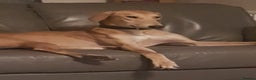 Mixed Breed dogs for sale: Saluki greyhound male  - Advert 2