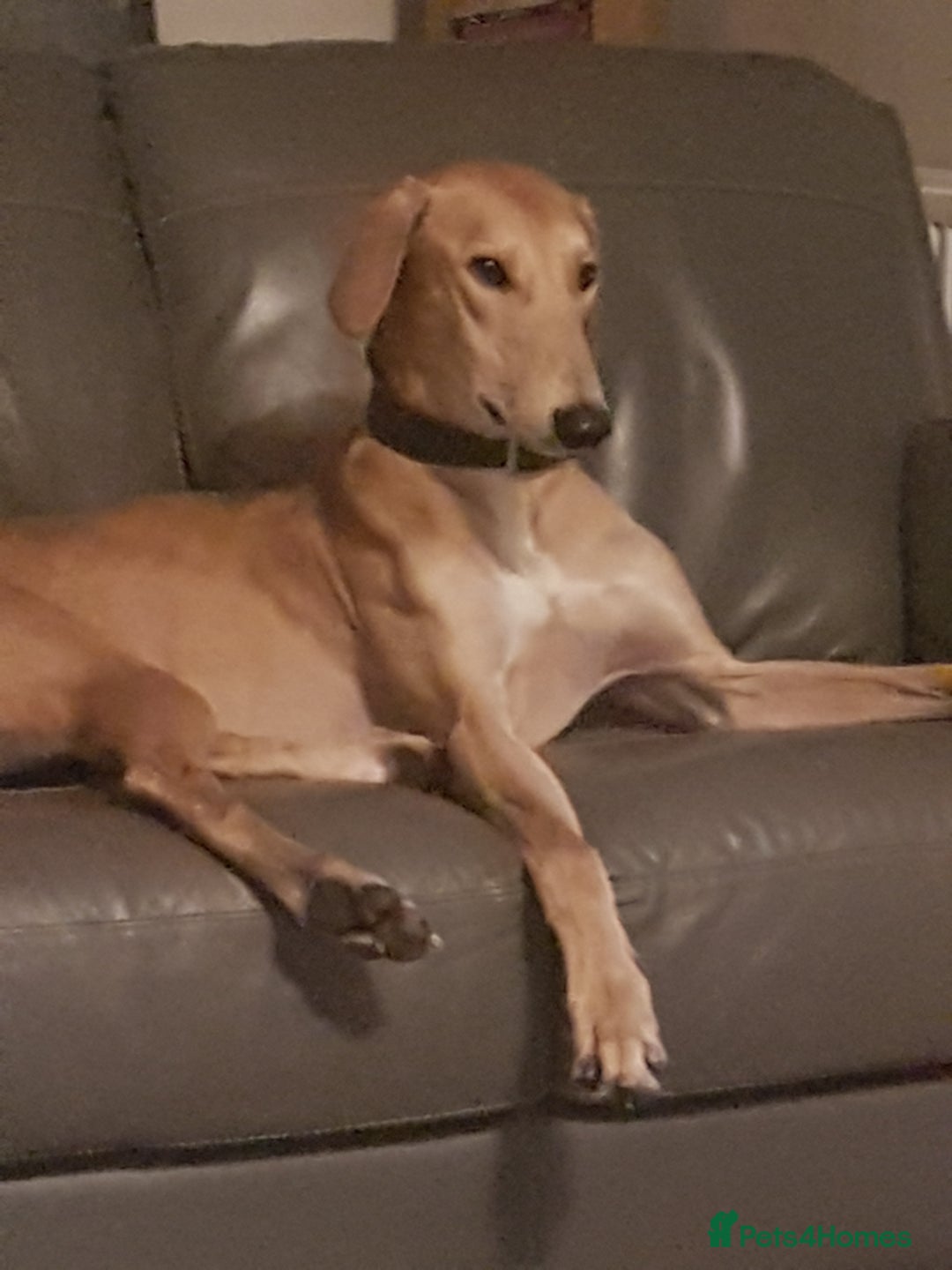 Mixed Breed dogs for sale: Saluki greyhound male  - Advert 2