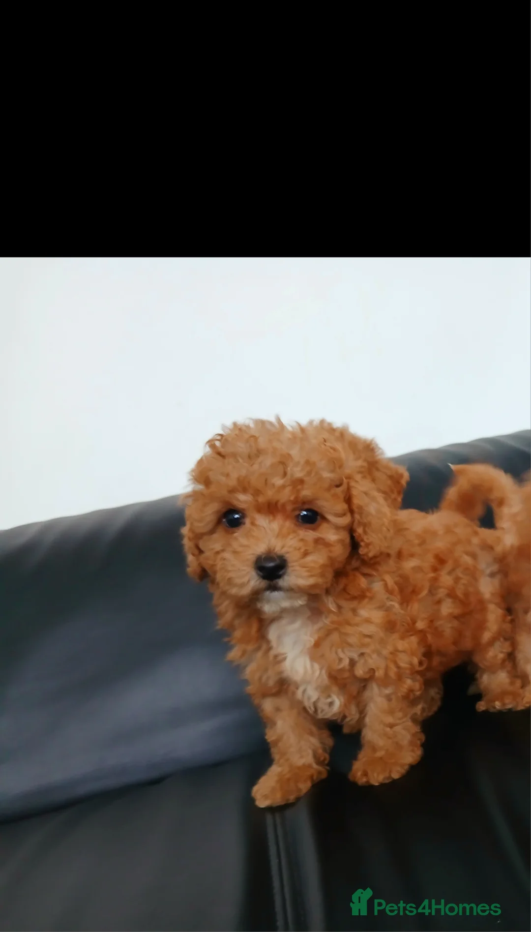 Maltipoo dogs for sale: F1B Maltipoo Puppies for Sale – 1 Boy, 3 Girls - Advert 5