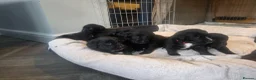 Mixed Breed dogs for sale: Labernese F1 Puppies - Advert 27
